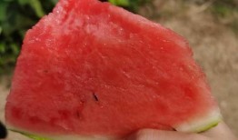 江南里吃瓜,夏日吃瓜盛宴，品味传统与现代的交融