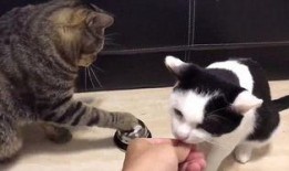 小猫吃聪明瓜视频,智慧萌态引网友热议