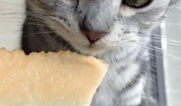 猫吃美女的瓜,揭秘网络八卦背后的真相