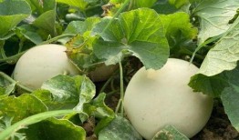 小田儿吃瓜,揭秘瓜界那些事儿