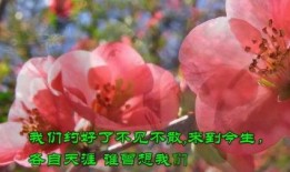 看花和吃瓜朗诵配乐,看花吃瓜的视听盛宴
