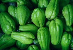 棚瓜怎么吃,探索美味与营养的完美融合