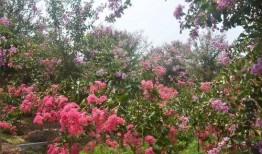 吃瓜老紫薇,娱乐圈幕后风云录