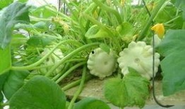 蝶瓜怎么吃,探索蝶瓜的美味之旅