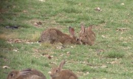 野餐兔吃瓜群,欢乐互动，共享夏日清凉时光