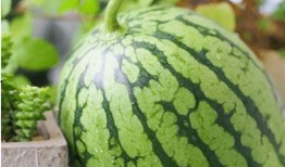 凉心吃瓜,揭秘娱乐圈背后的秘密与真相