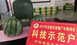 佛爪瓜怎么吃,探索美味与营养的完美结合