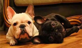 法斗吃瓜完整视频,萌宠欢乐时光大盘点