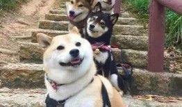 狗子天团天台吃瓜,揭秘娱乐圈幕后风云