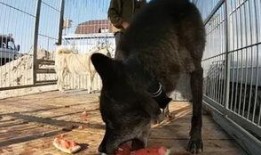 吃瓜狼图片,揭秘动物界的“美食侦探”