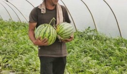 江南里吃瓜,夏日吃瓜盛宴，品味传统与现代的交融