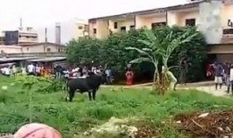 公牛吃瓜视频