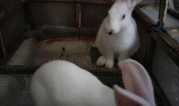 兔子可以吃小瓜吗,小瓜在兔子菜单中的地位