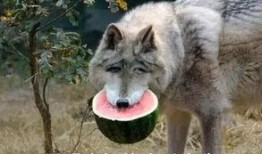 吃瓜的渊源,吃瓜文化的演变与影响