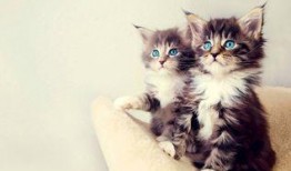 小猫吃聪明瓜视频,智慧萌态引网友热议