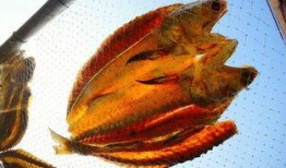 吃瓜直接咸鱼,揭秘现代人的“吃瓜咸鱼”现象