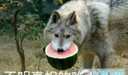 吃瓜土狗表情包,趣味横生的网络文化现象