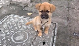 吃瓜土狗表情包,趣味横生的网络文化现象