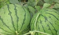 曲阜师范吃瓜事件,揭秘校园网络舆论风波