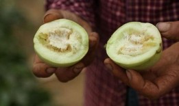 莱阳市吃瓜,品味夏日田园风情