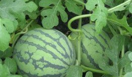 孕妇可吃李瓜吗,营养与安全的双重保障