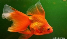 记者金鱼事件吃瓜,记者意外成瓜，揭秘娱乐圈幕后真相