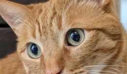 小猫吃瓜头像,小猫吃瓜头像萌态百出