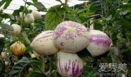 吃茄瓜要削皮吗,营养与口感大揭秘