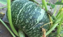 怎样吃板栗瓜,解锁健康吃法，尽享秋日甘甜