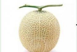 网纹瓜咋吃,教你轻松解锁多种食用方法