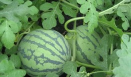 随机吃瓜47章,揭秘娱乐圈背后的惊人真相