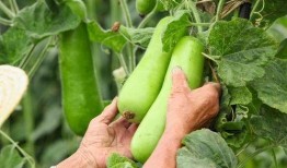 吃秋瓜反胃,揭秘秋季饮食禁忌与养生之道