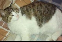 猫猫吃瓜个人账号,揭秘娱乐圈那些不为人知的幕后故事