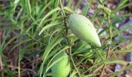 吃瓜的瓜瓢,探寻吃瓜背后的故事