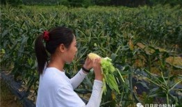 粟瓜怎么吃,从家常到创意料理