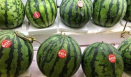 吃瓜粒上厕所,吃瓜粒引发的厕所奇遇记