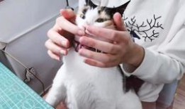 猫咪吃瓜录视频,萌宠瓜界新秀