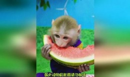 吃瓜卡通动物