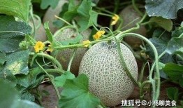 吃苹果和哈密瓜哪个好,营养与口感大比拼，哪个更胜一筹？”