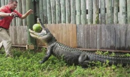 吃瓜狗被鳄鱼咬,惊险瞬间引网友热议