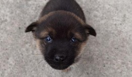 吃瓜土狗表情包,趣味横生的网络文化现象