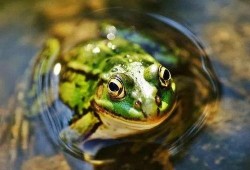 青蛙买孩子吃瓜,一场荒诞的寓言之旅