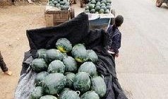 马坝吃瓜事件,一场引发社会热议的网络狂欢