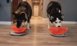 两只小狗吃瓜比赛,两只小狗的吃瓜大赛