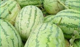 上午才吃的瓜,揭秘上午美味瓜子的背后故事