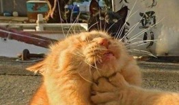 搞怪猫吃瓜头像,搞怪猫头像带你笑翻天