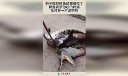 吃瓜狗被鳄鱼咬,惊险瞬间引网友热议