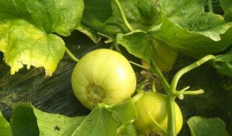 棚瓜怎么吃,探索美味与营养的完美融合