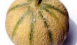 来月经可以吃田瓜吗,营养健康两不误”