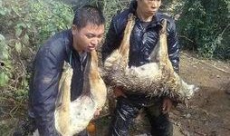 偷狗贼吃瓜视频